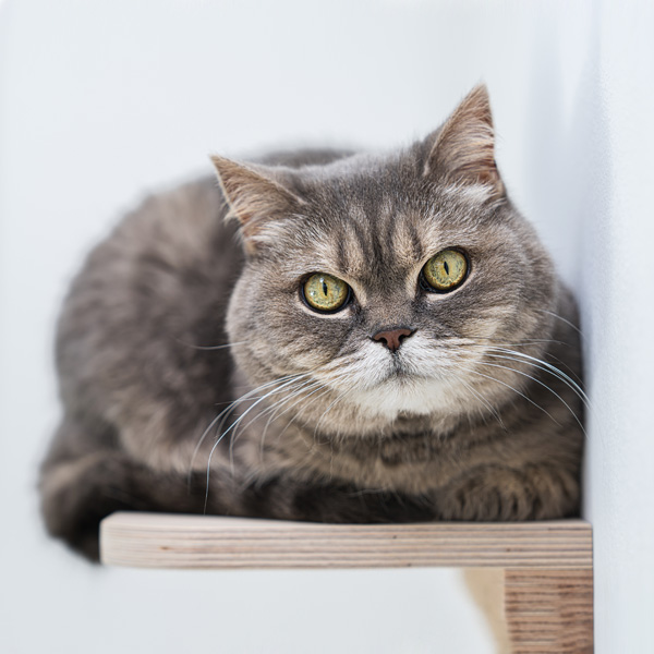 Tierarztpraxis vets for cats - Katze Bild folgt